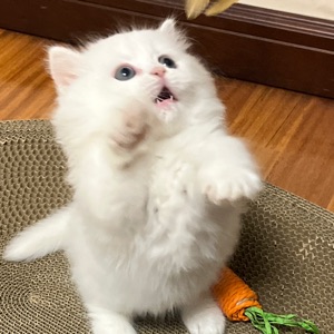 吹微风