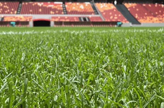 重庆龙兴足球场通过FIFA终极验收 草皮质量媲美五大联赛